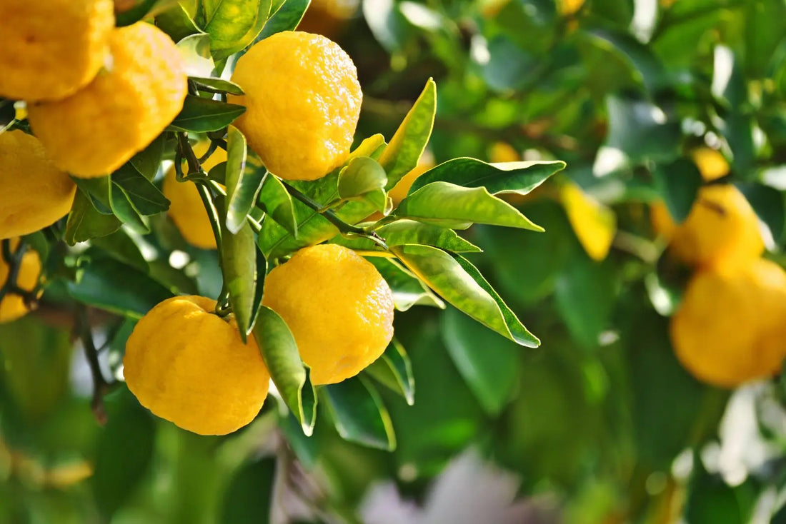 Vitamin C: Resilience, repair, and radiant vitality