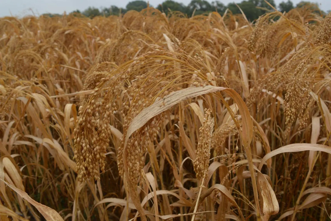 Miliacin from golden millet: Supporting hair from within