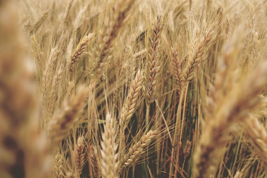 Ceramides – Supporting the skin’s natural barrier