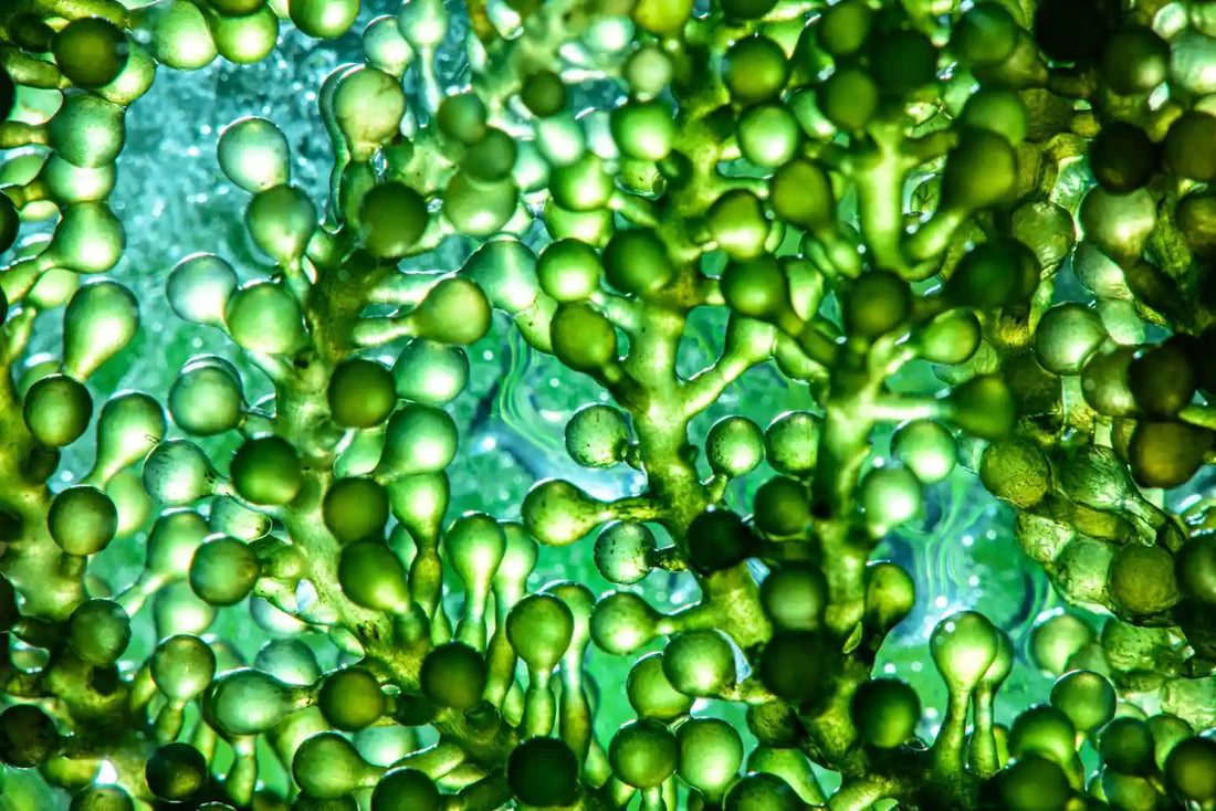 Omega-3: Essential lipids for heart, brain, and vision