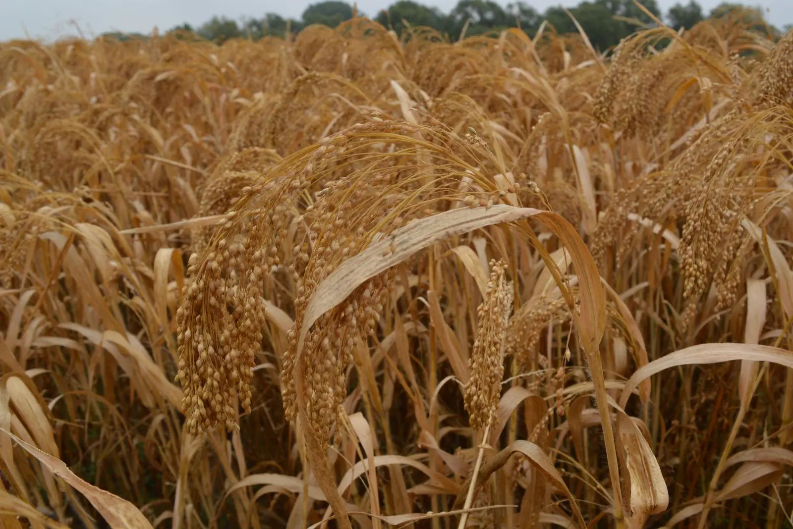 Miliacin from golden millet: Supporting hair from within