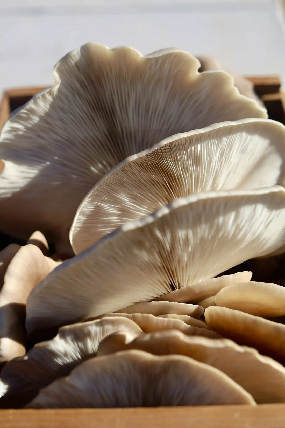 Why Selenium Matters for Thyroid Function and Immunity