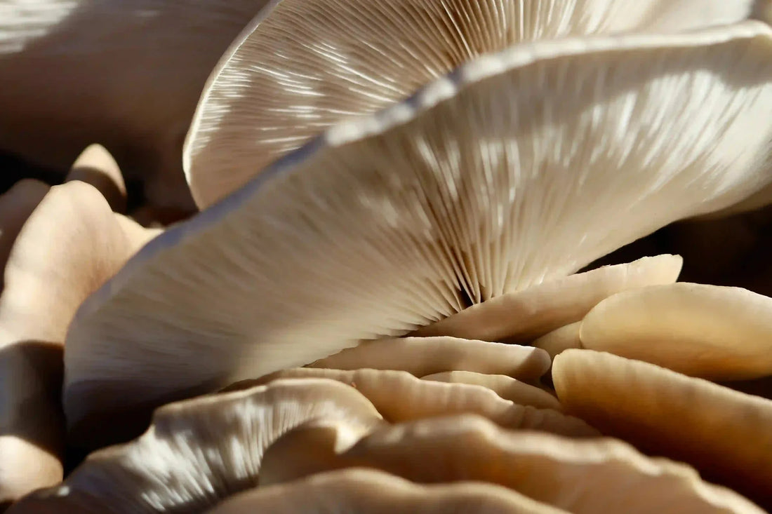 Why Selenium Matters for Thyroid Function and Immunity