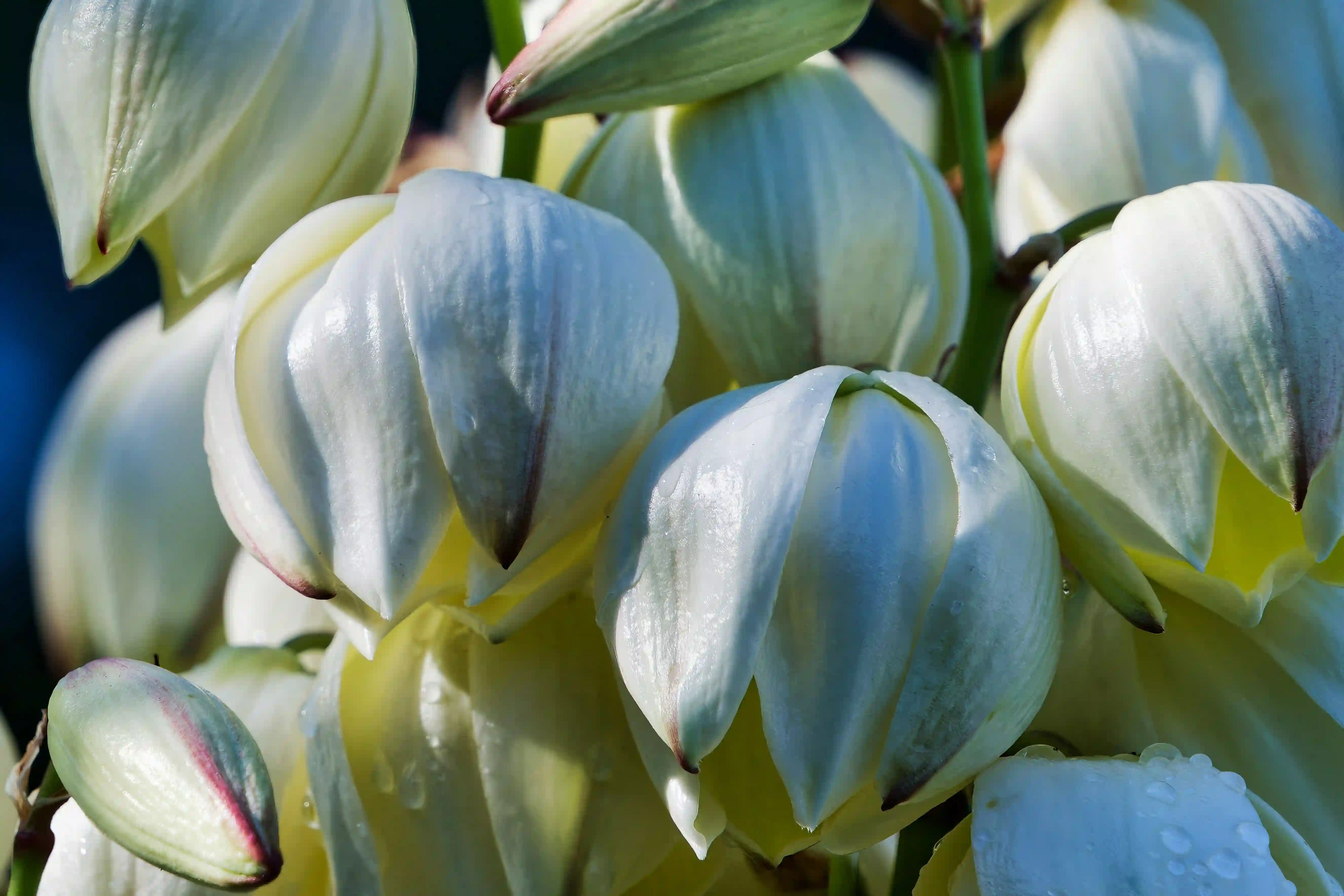 Vitamin B6 for Protein Metabolism and Hormonal Activity